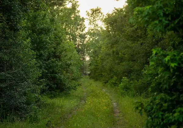 39 Coyote Run, Willis, TX 77378