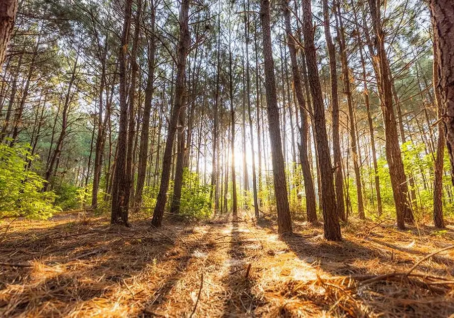 39 Coyote Run, Willis, TX 77378 - Image #3