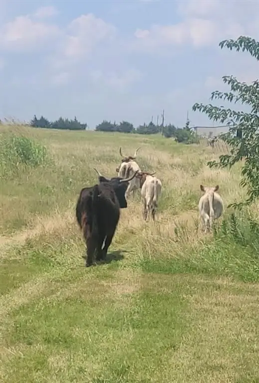 575 County Road 4850, Leonard, TX 75452 - Image #3