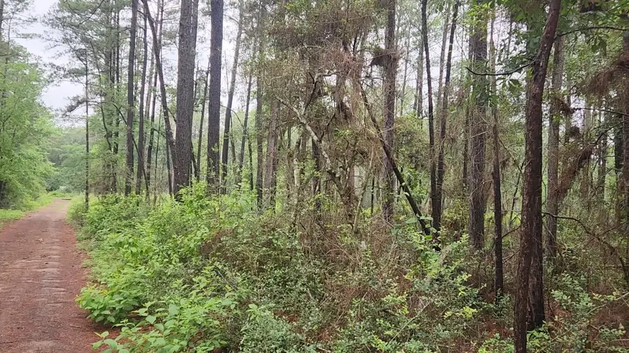 Lot 33 Gum Tree Lane, Plantersville, TX 77363 - #2