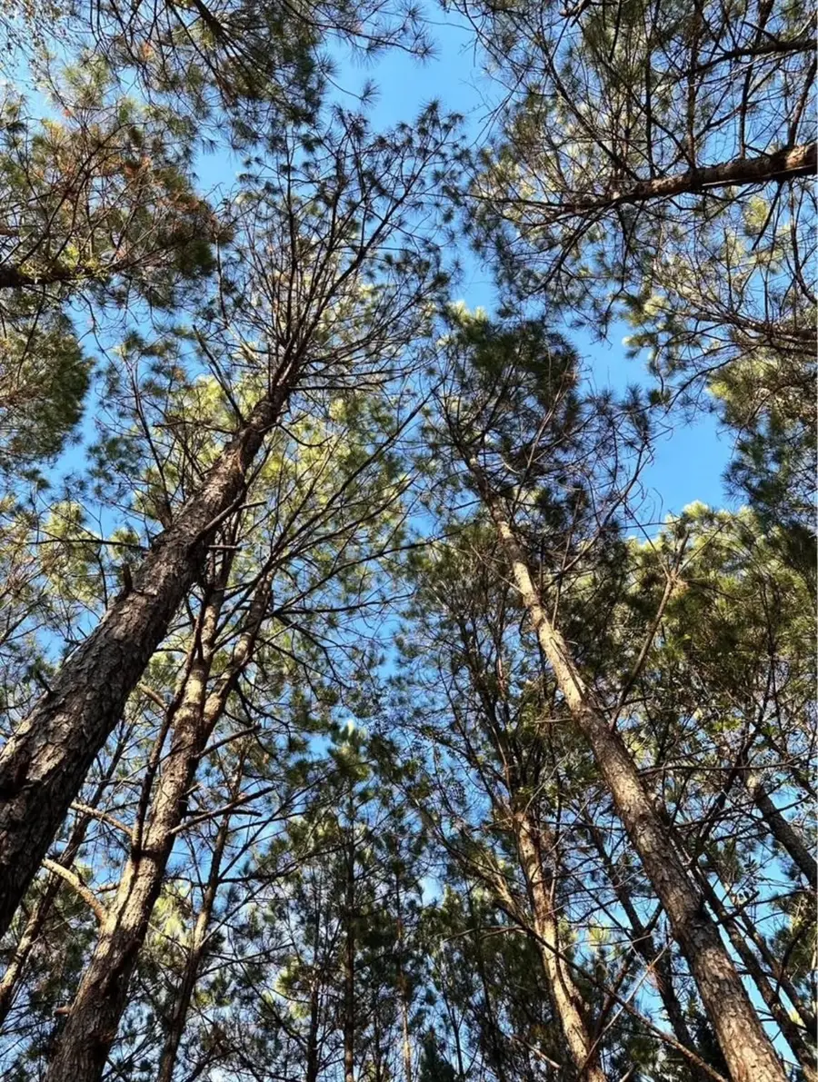 0 Wheeler, Colmesneil, TX 75938 - Image #2