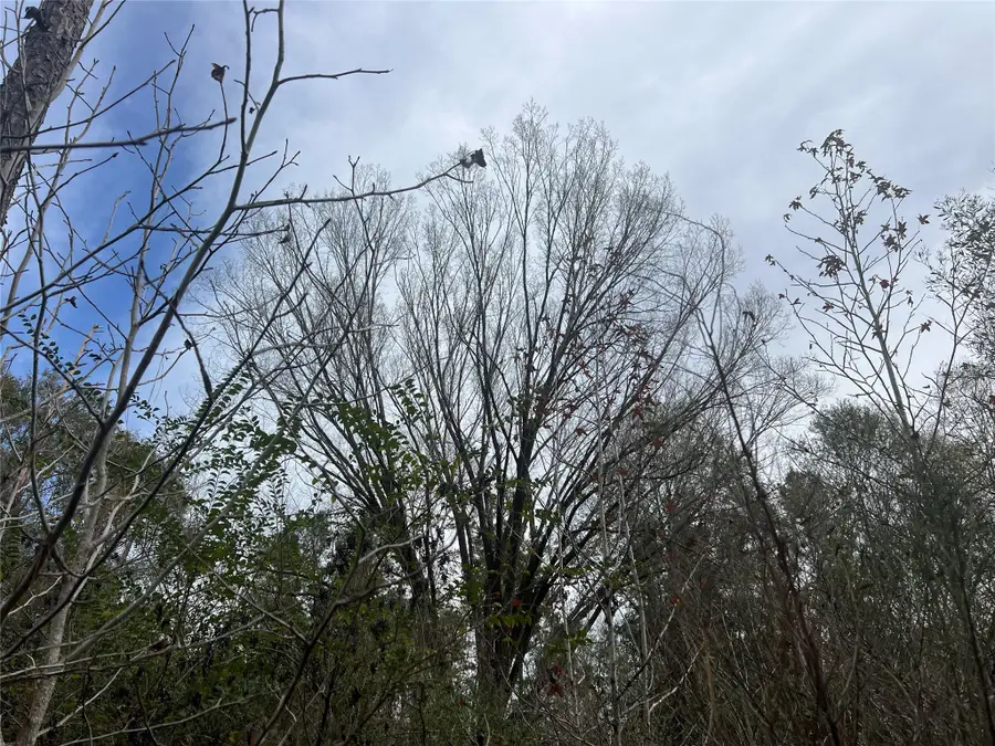 TBD 59 Loop Drive, Livingston, TX 77351 - Image #2