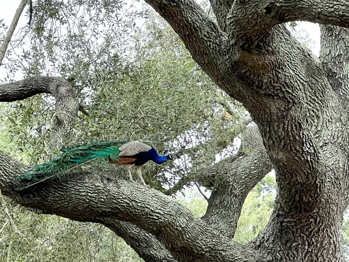 1518 Cr 307, El Campo, TX 77437 - Image #1