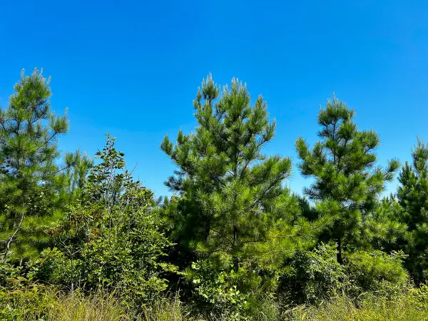 0 Carters Ferry Road, Milam, TX 75959