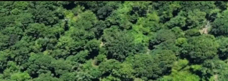 3.50AC County Road 3103, Call, TX 75933 - #3