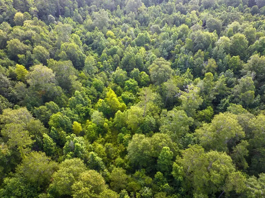 1 Dripping Vat Road, Huntsville, TX 77340 - Image #3