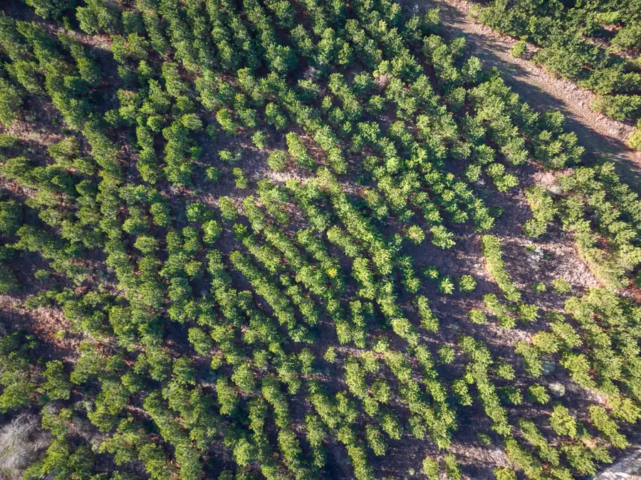 T-2 County Road 4245, De Kalb, TX 75559 - Image #3