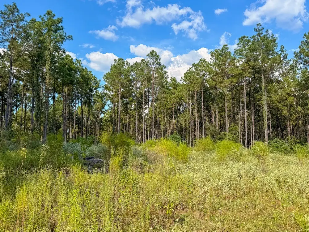 000 County Road 4070, Woodville, TX 75979 - #1