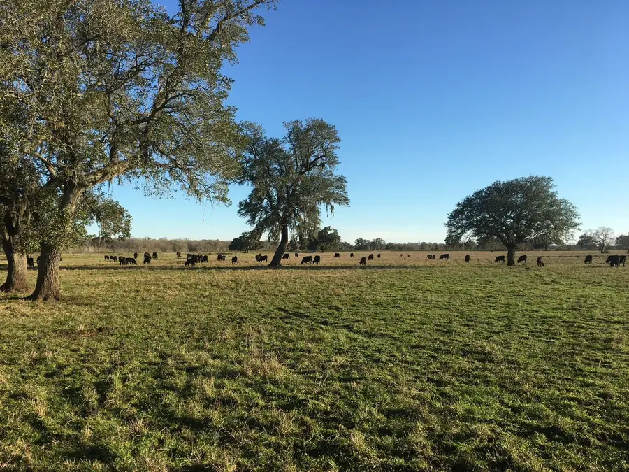 16411 Majestic Oaks Drive, Rosharon, TX 77583 - #2