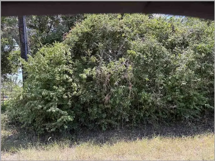 9935 County Road 67, Manvel, TX 77578 - #2