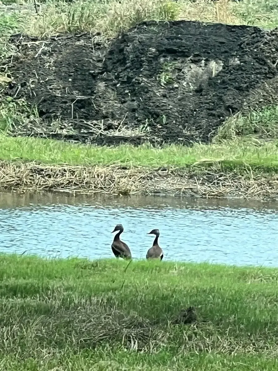 10250 Jenny Lynn Lane, Chappell Hill, TX 77426 - #3