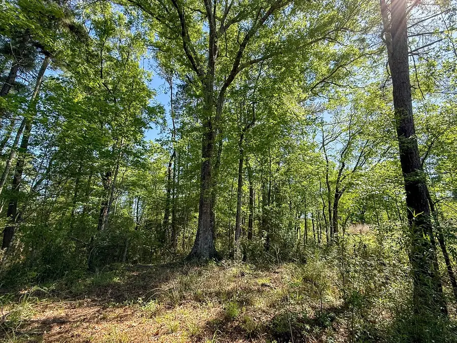 TBD Flat Road, Bronson, TX 75930 - #3