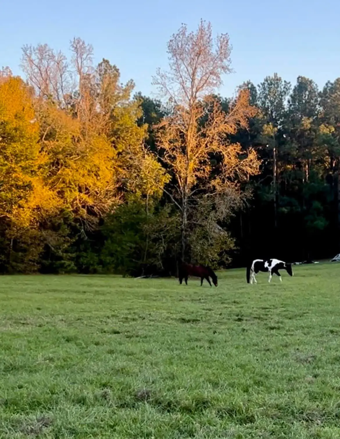 9953 Chestnut Court, Montgomery, TX 77316 - #1