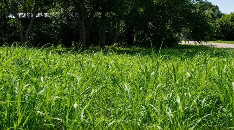 Lot 5 Sw Blk 1st Avenue, Waelder, TX 78959 - #3