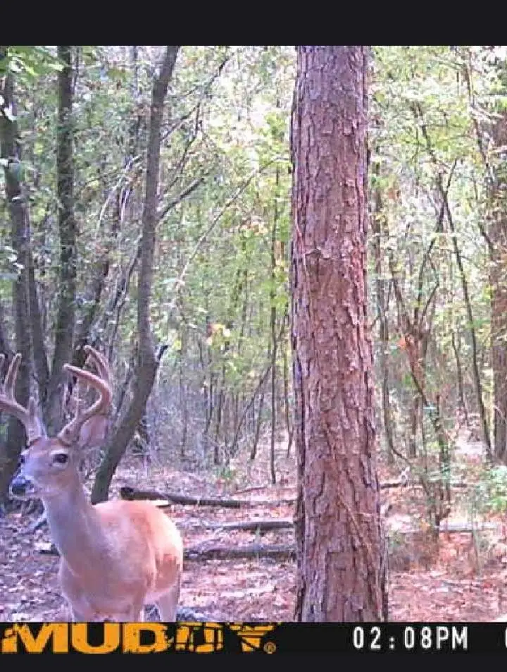 TBD Private Road, Carthage, TX 75633 - Image #3