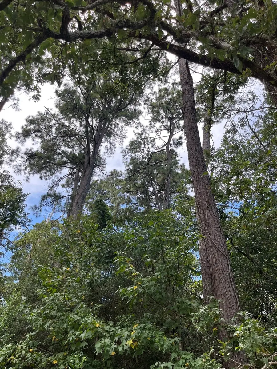 12147 Mustang Avenue, Willis, TX 77378 - Image #2