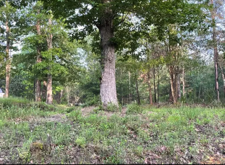 5566 County Road 451, Kirbyville, TX 75956 - Image #3