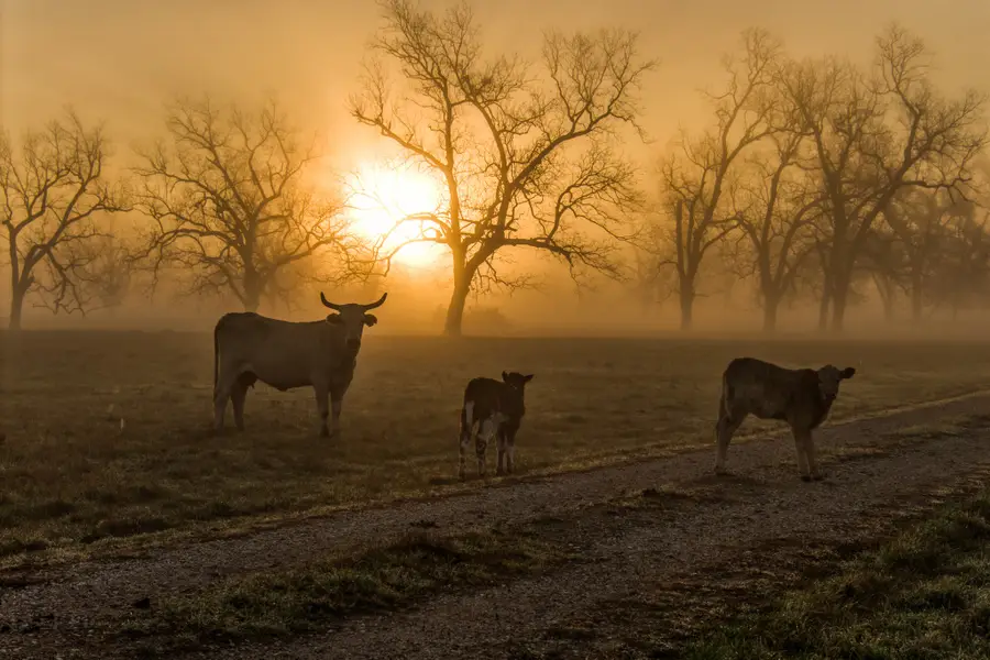 0000 Steck Bottom Road, Sealy, TX 77474 - #3