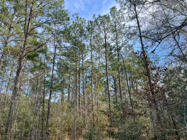 T2 Zavalla Road, Mauriceville, TX 77626