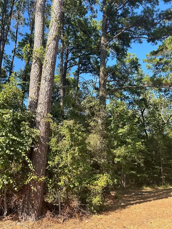 545556 Grand Pine Circle, Livingston, TX 77351 - #2