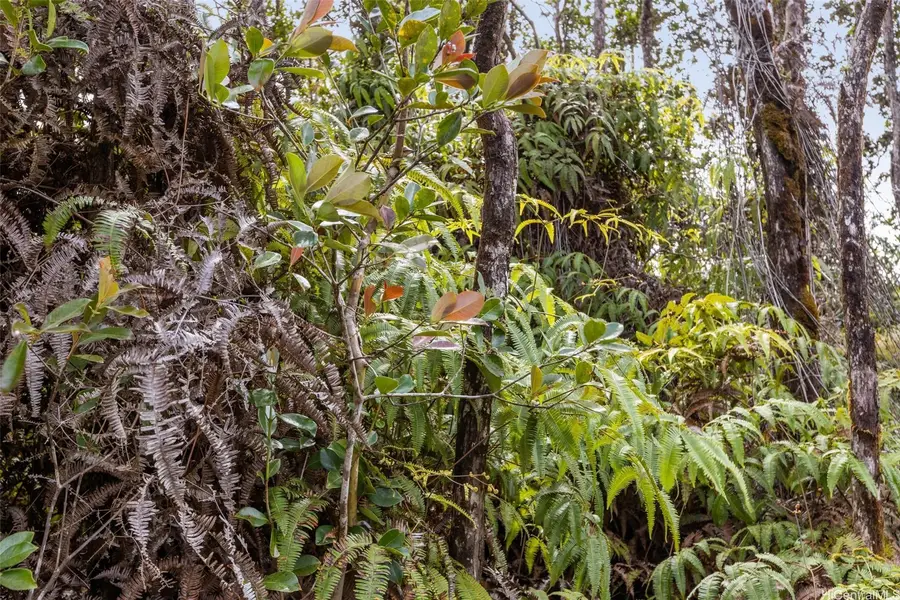 T.b.d. Mokuna Street, Volcano, HI 96785 - Image #3