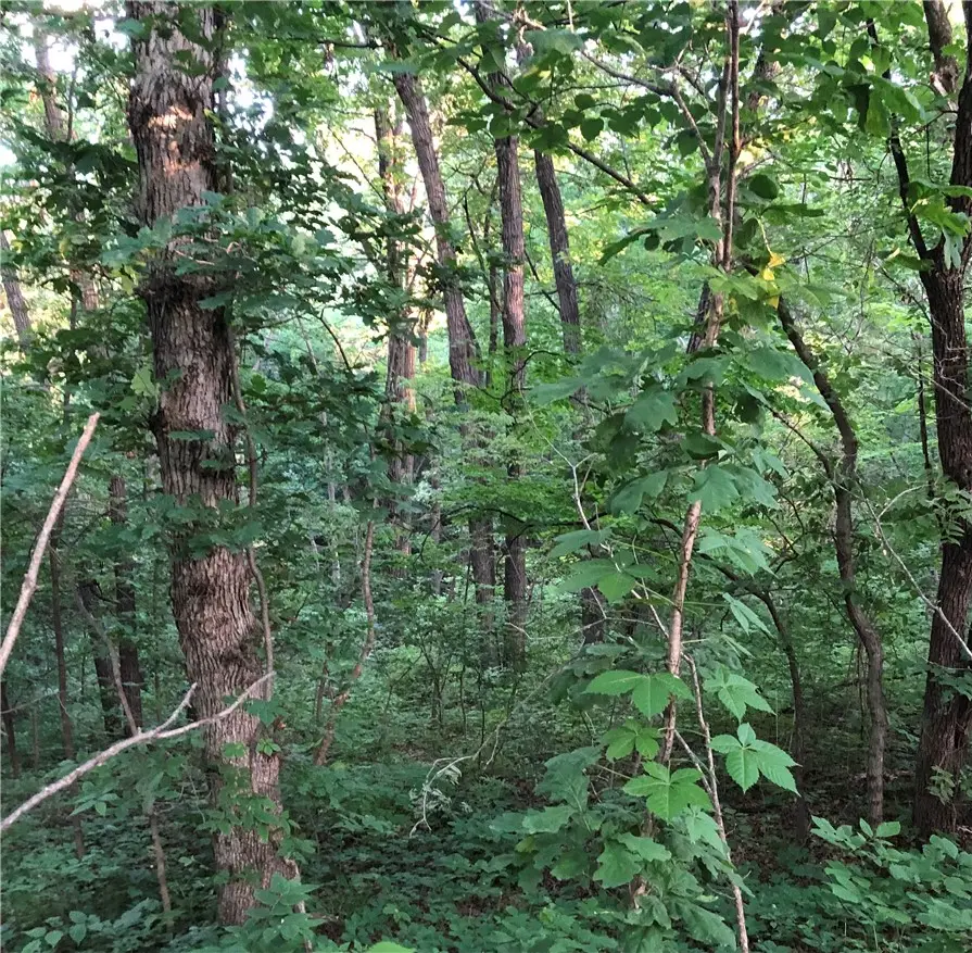 Lot 14 Forest Lane, Van Meter, IA 50261 - Image #3