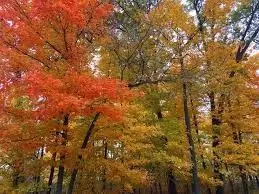 1475 - Lot 3 325th Street, Woodward, IA 50276 - Image #3