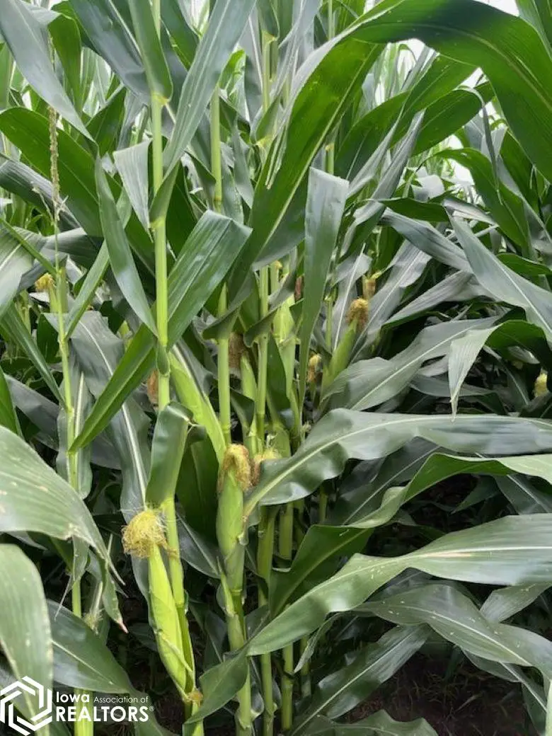 20 320th Avenue, Ellston, IA 50074 - Image #3