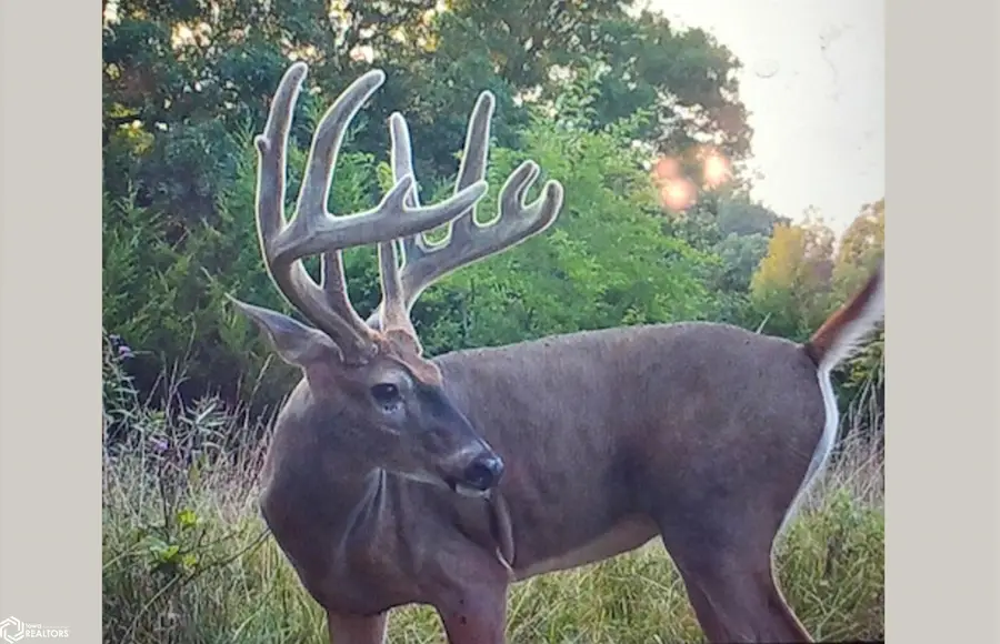 Tulip Avenue, Floris, IA 52560 - Image #2