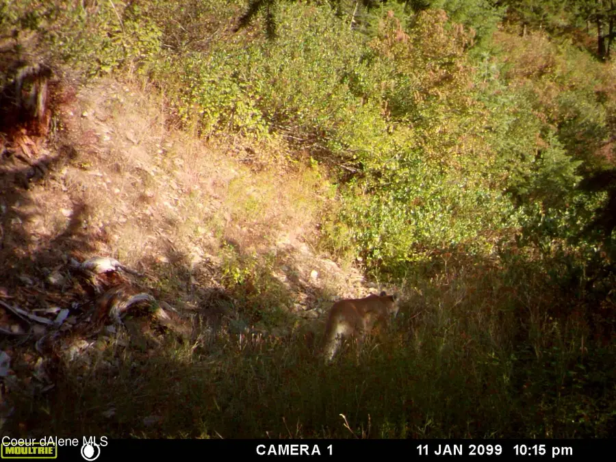 NKA Burke 34.38 Acres Rd, Wallace, ID 83873 - #2