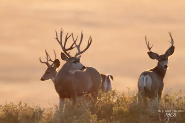 Monument Gulch 320, Fairfield, ID 83327