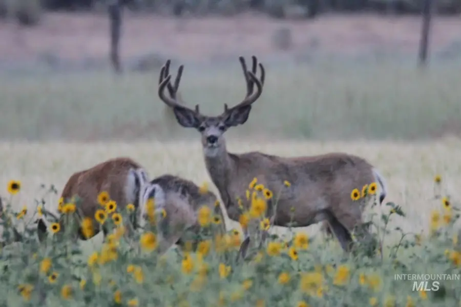 Monument Gulch 320, Fairfield, ID 83327 - Image #3