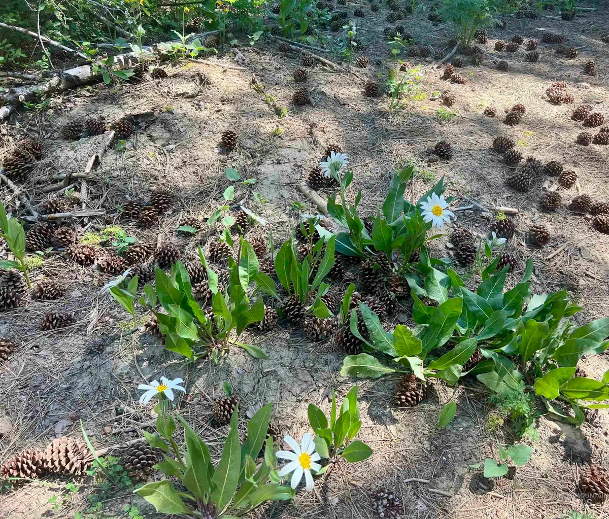 533 Henglow Dr., Cascade, ID 83611 - Image #1