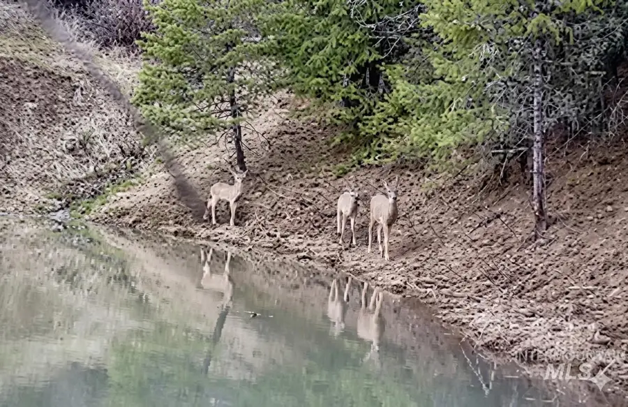 993 Norton Knob Ln, Orofino, ID 83544 - #3