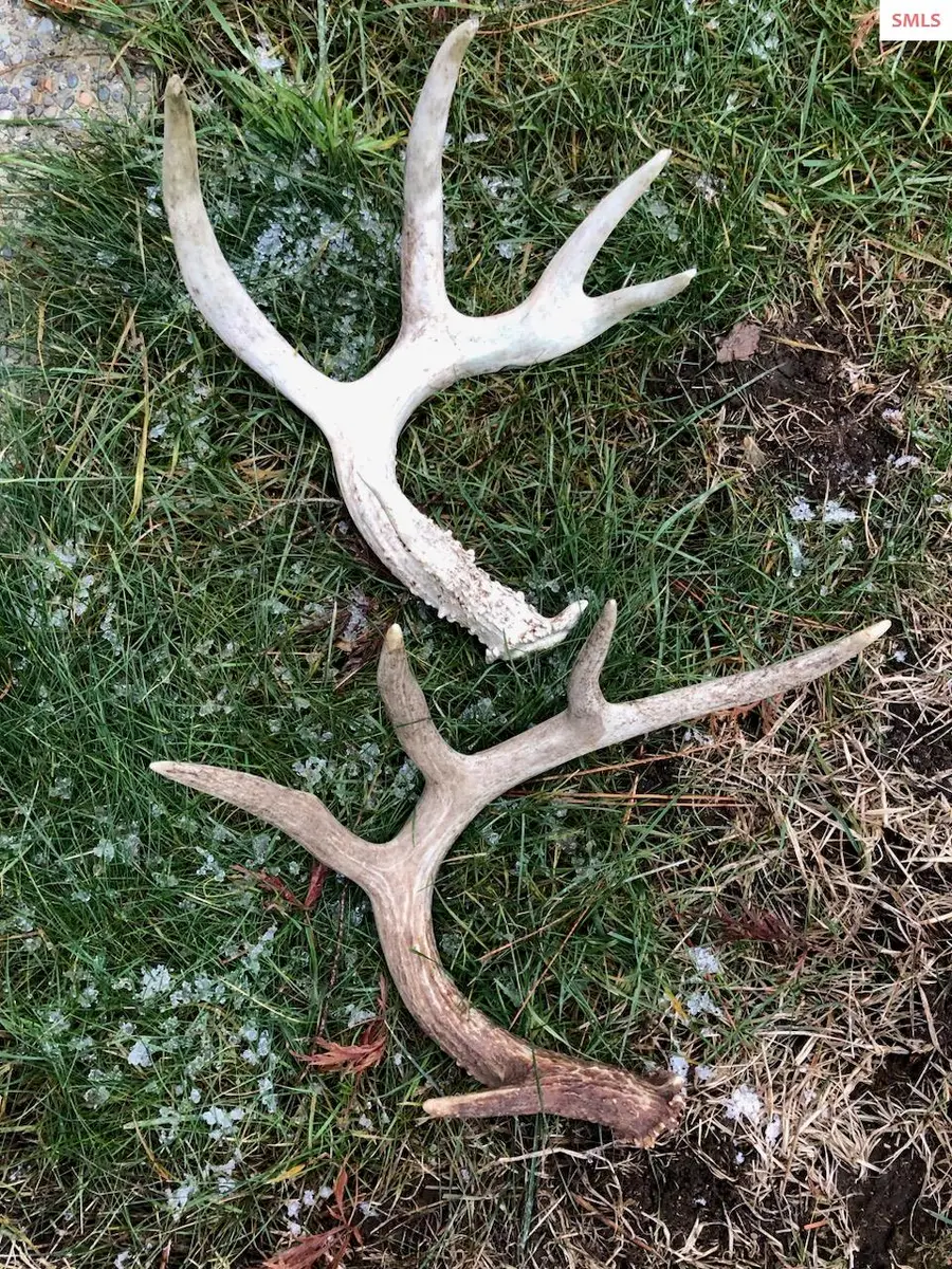 NNA Juniper Lane 20 Acres, Naples, ID 83847 - Image #3