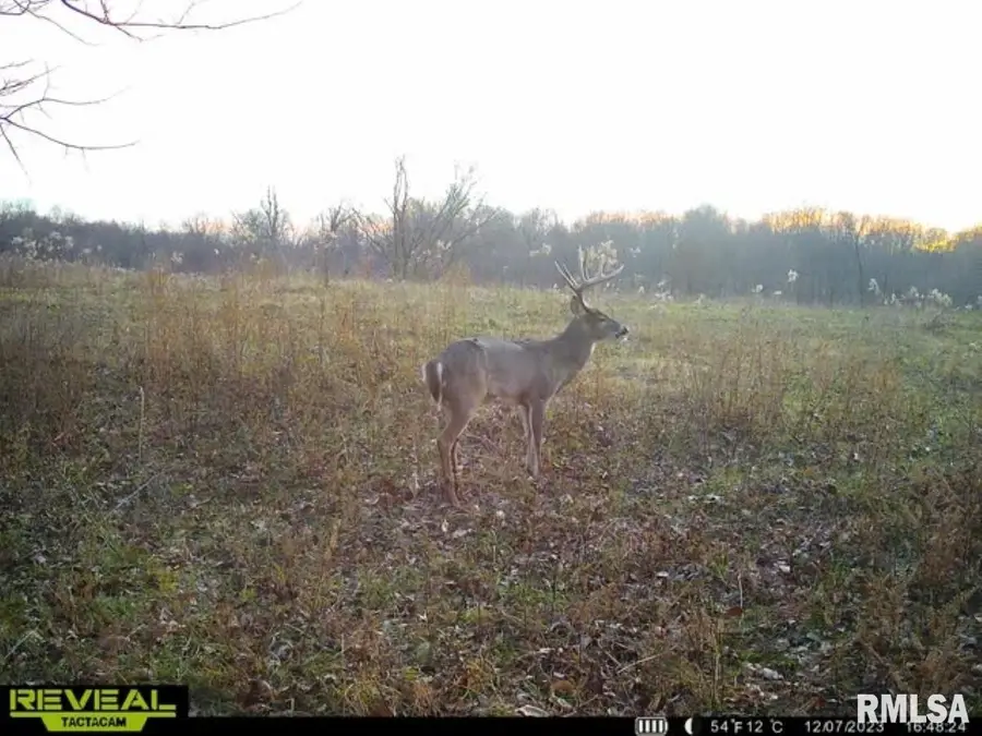 000 Goodman Pond Road, Dongola, IL 62926 - #2