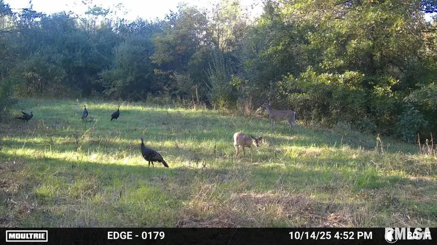 19168 County Line Road, Jonesboro, IL 62952 - #3