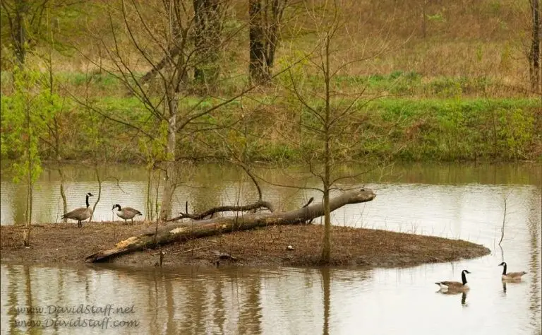 Lot 20 Jeffrey Lane, Mount Zion, IL 62549 - Image #3