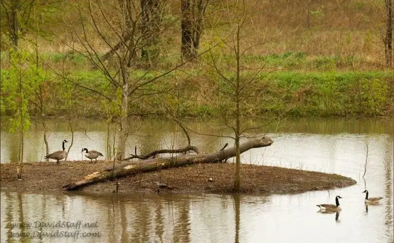 Lot 2 Fletcher Lane, Mount Zion, IL 62549 - Image #3