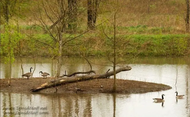 Lot 8A Fletcher Lane, Mount Zion, IL 62549 - #3