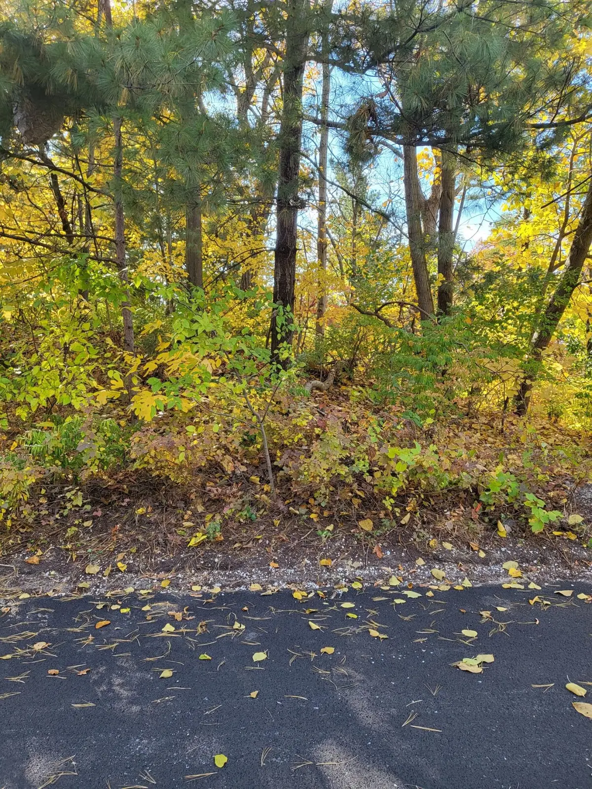 0 Chestnut Court, Ogden Dunes, IN 46368 - Image #1