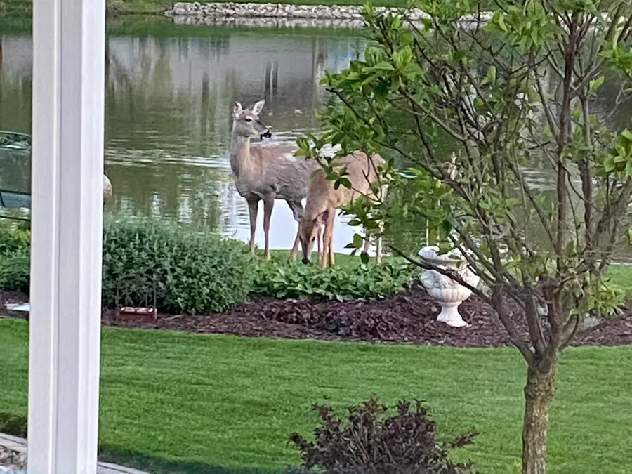 817 Mary Ellen Drive, Crown Point, IN 46307 - #3