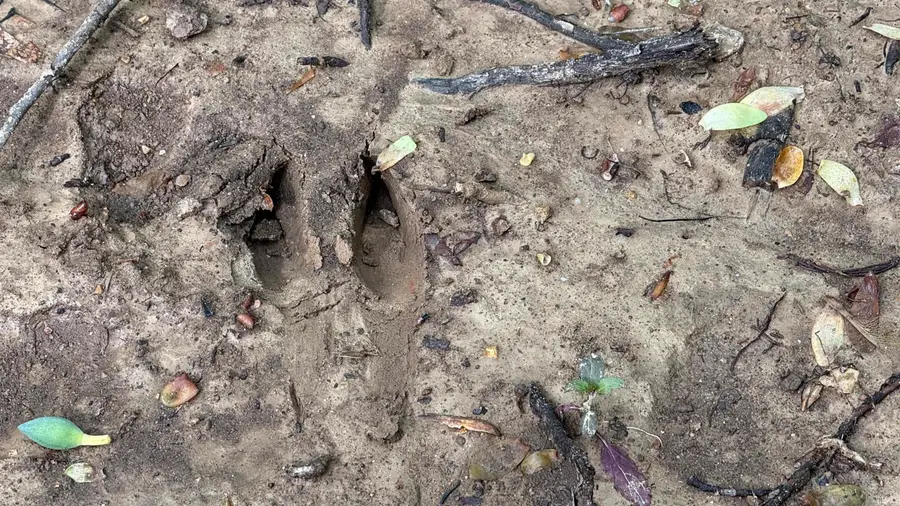 0 Fiscus Cemetery Road, Coal City, IN 47427 - Image #3