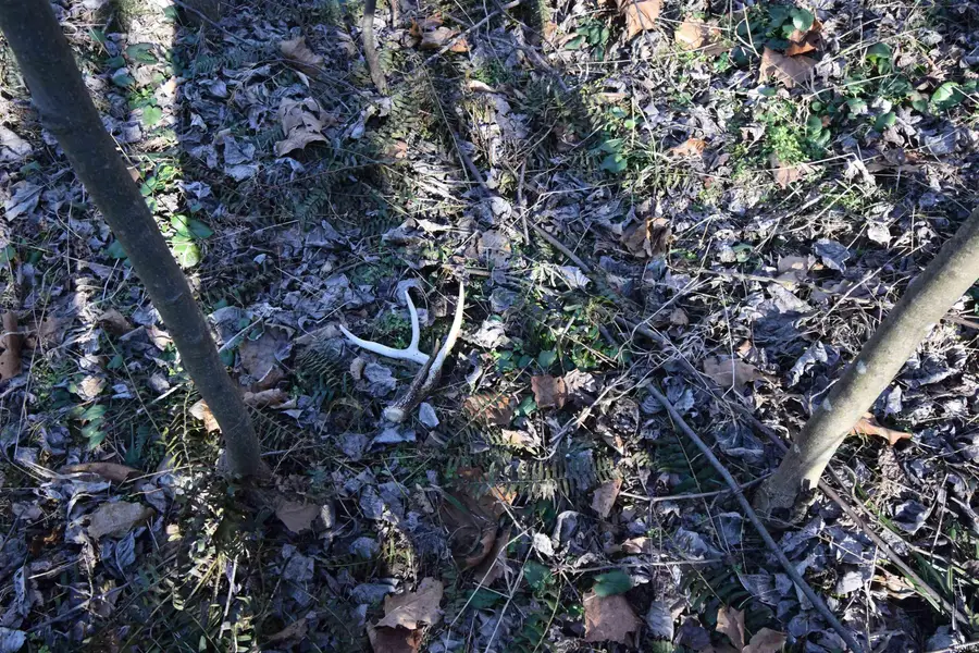 0 S Harts Gravel Road, Birdseye, IN 47513 - Image #3