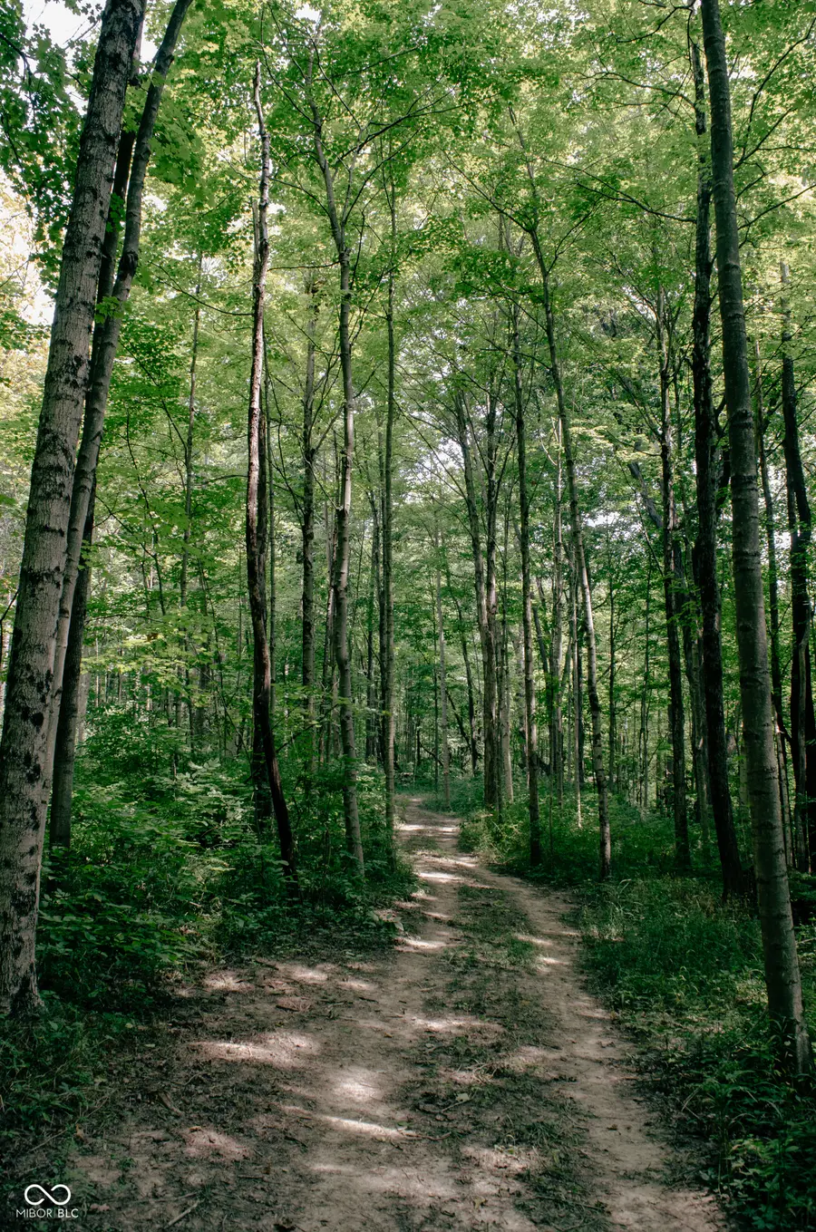 1715 Templewood Drive, Zionsville, IN 46077 - Image #3