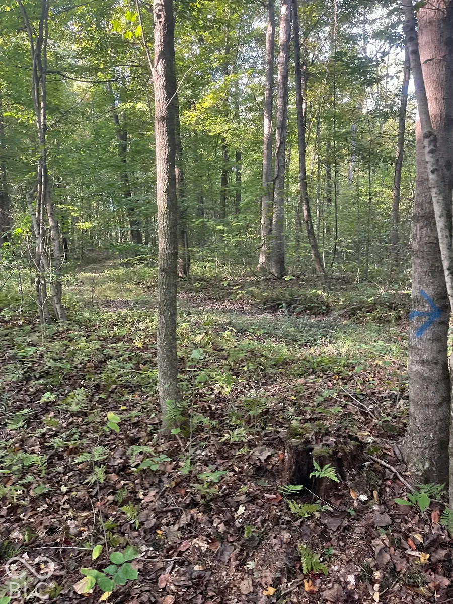 Tract 8 Sunnyside Road, Deputy, IN 47230 - #3