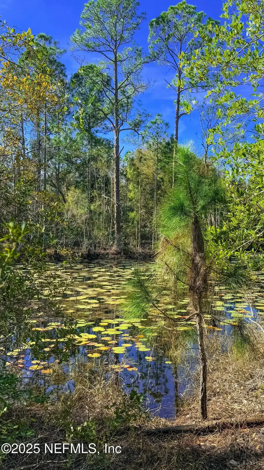 0 Carteret Road, Georgetown, FL 32139 - Image #3