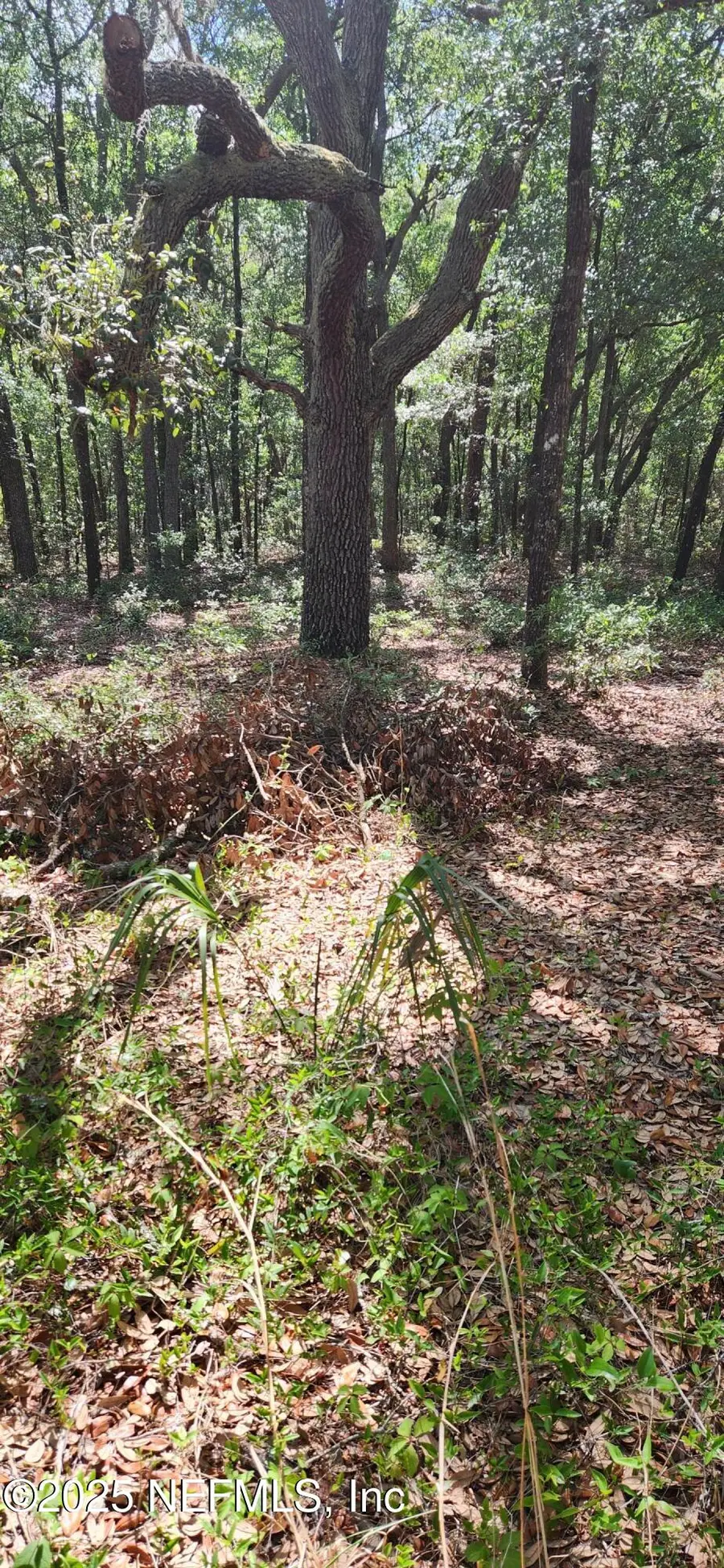 209 Mangrove Street, Pomona Park, FL 32181 - Image #3