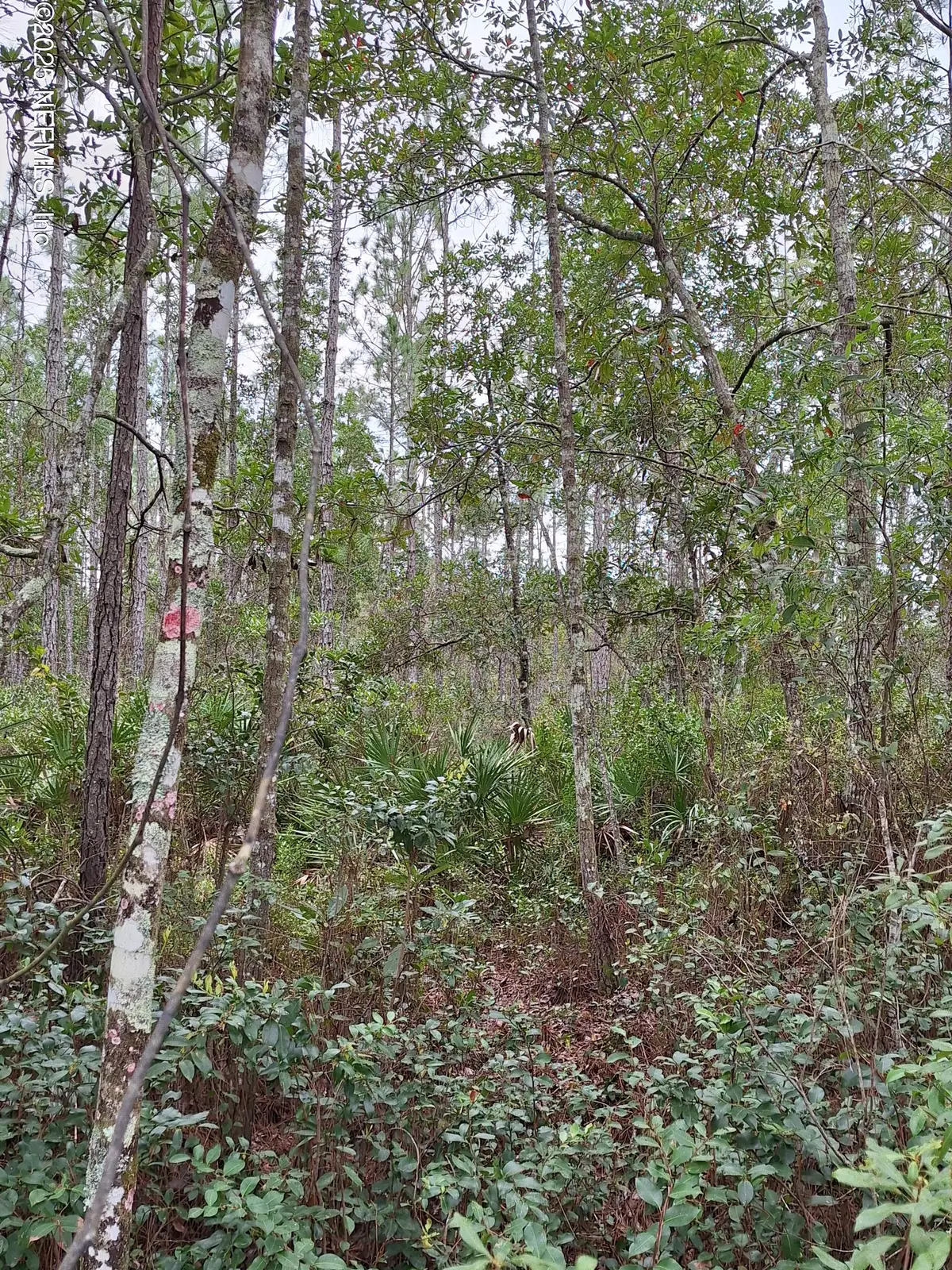 0 E Don Quixote Street, Palatka, FL 32177 - Image #1