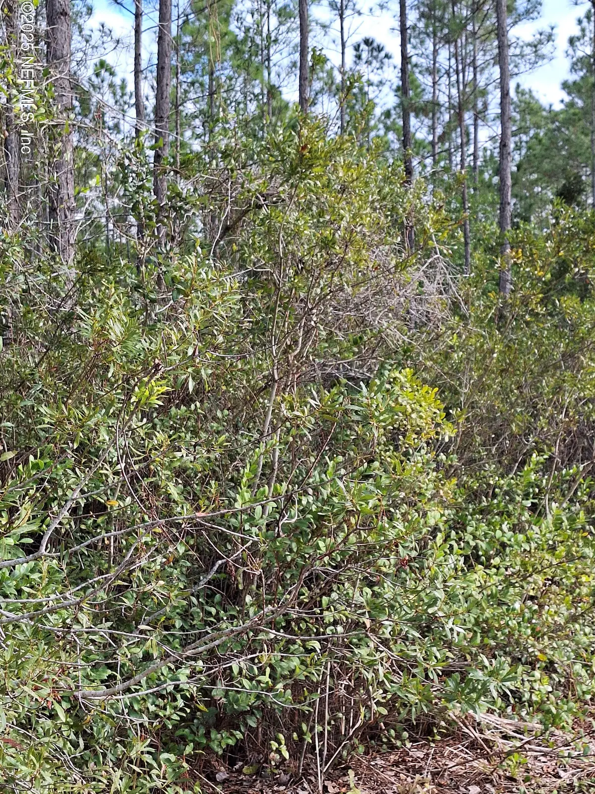 0 E Escambia State Road, Palatka, FL 32177 - Image #1